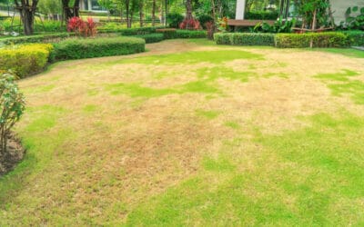 Do You Need To Overseed? Comprehensive Guide to Overseeding a Lawn